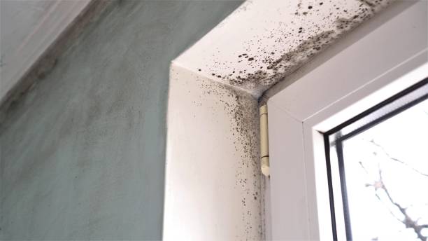 Best Black Mold Removal  in Syracuse, KS