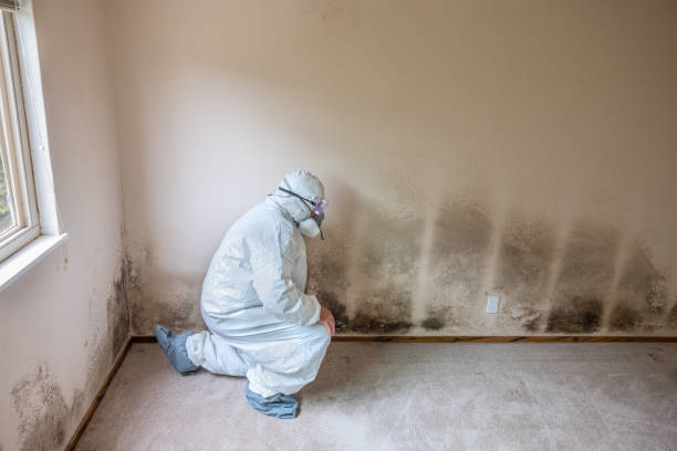 Mold Odor Removal Services in Syracuse, KS