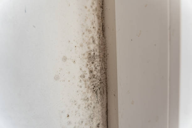 Best Mold Odor Removal Services  in Syracuse, KS